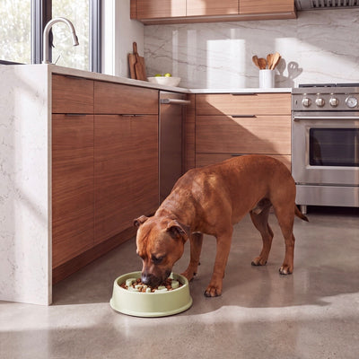 Petvito Slow Feeder Bowl